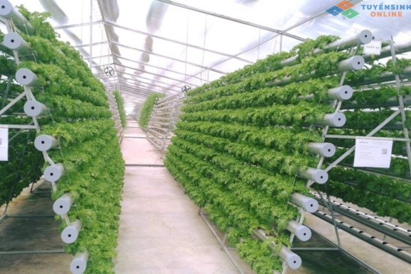 Nông nghiệp công nghệ cao là gì