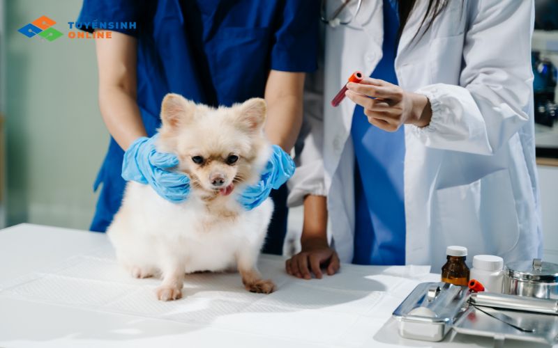 Chương trình đào tạo văn bằng 2 ngành thú y