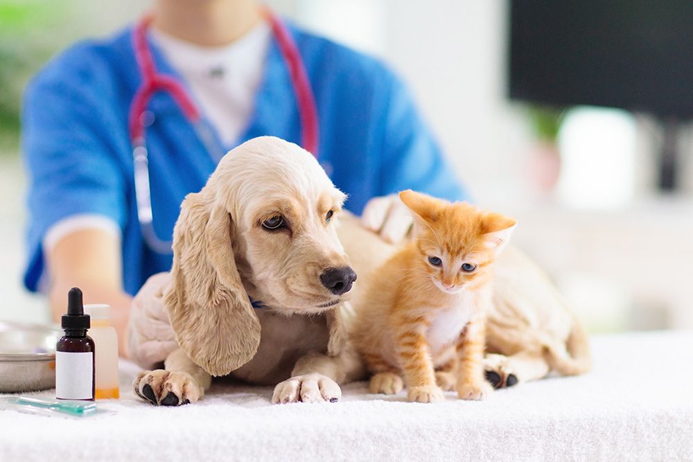 đào tạo từ xa ngành thú y