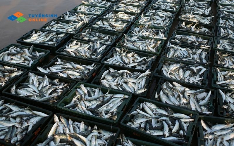 Những khó khăn của ngành Công nghệ thực phẩm cần biết